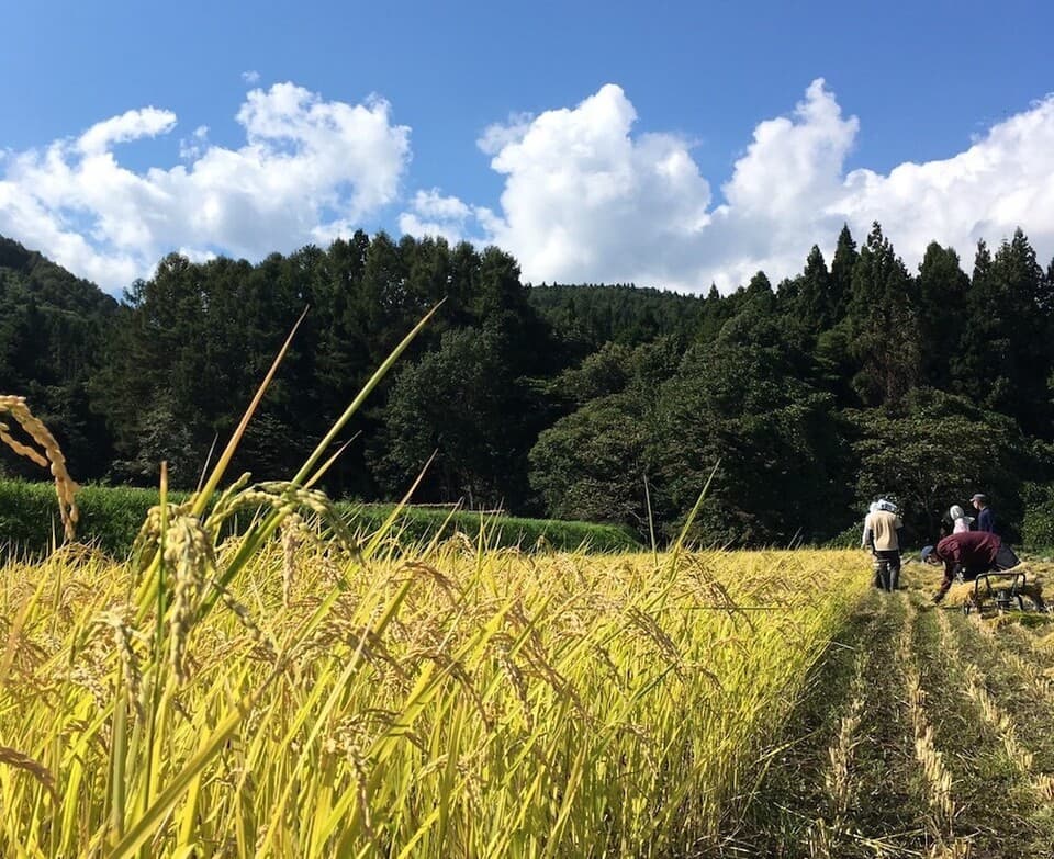 秋の味覚！採れたて天然きのこと秋野菜セット