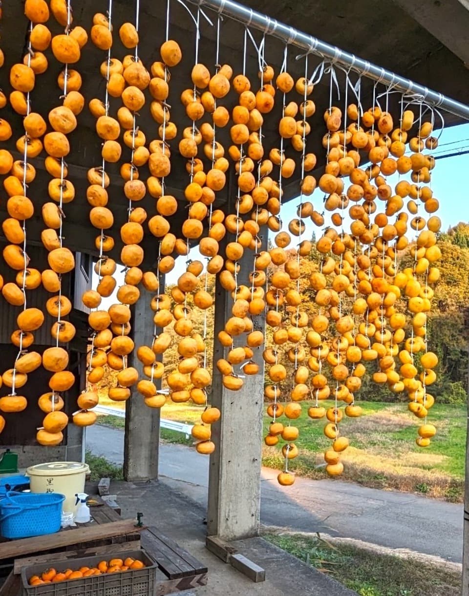 秋の味覚！渋柿（干し柿用の柿をセットで）