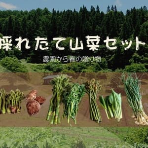 予約開始！【クール便発送】天然＜春の山菜セット＞飯綱の里山で芽吹いた採れたて山菜の詰め合わせの口コミ・レビュー(あみさん)