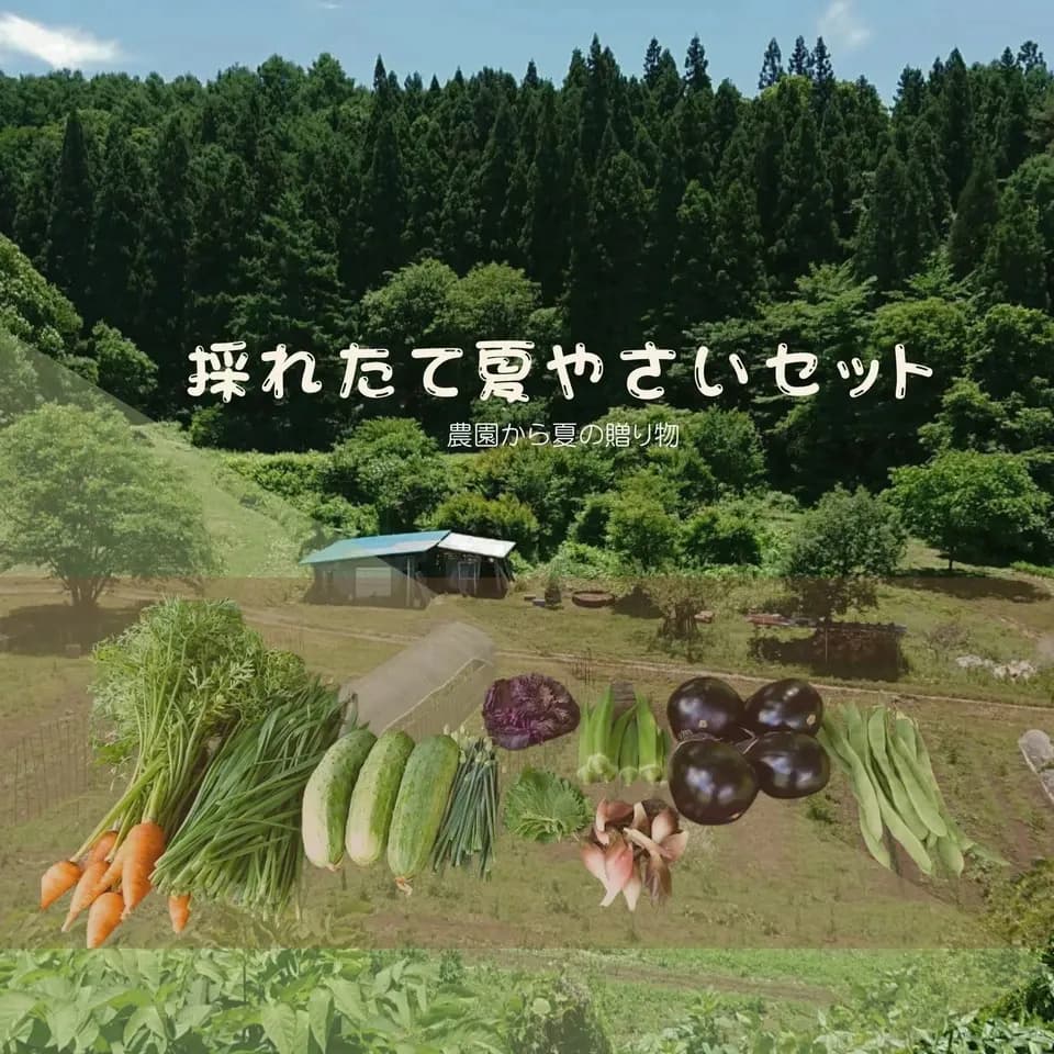 太陽の恵み＜農園の採れたて夏野菜セット(7月~9月) ＞農薬・化学肥料不使用