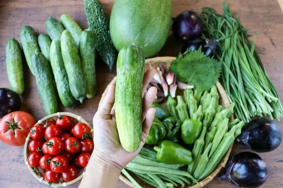 太陽の恵み＜農園の採れたて夏野菜セット(7月~9月) ＞農薬・化学肥料不使用