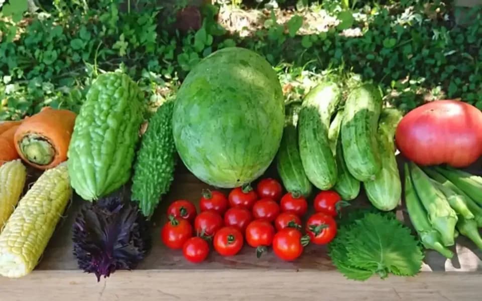 太陽の恵み＜農園の採れたて夏野菜セット(7月~9月) ＞農薬・化学肥料不使用
