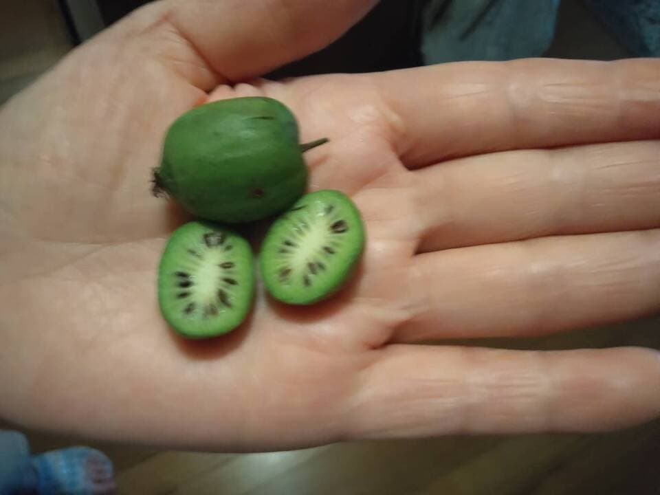 自然の恵み　天然さるなし（和製キウイ）