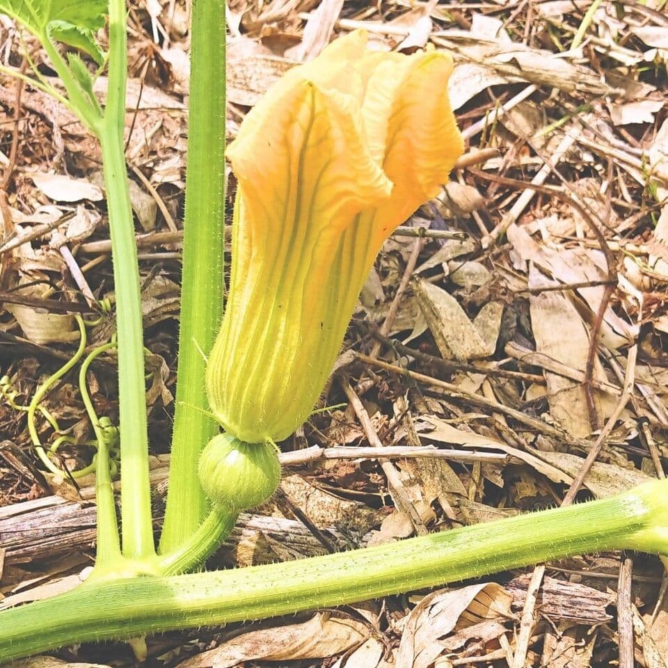 ホクホク！ミニ かぼちゃ【農薬・化学肥料不使用】ほっこり姫