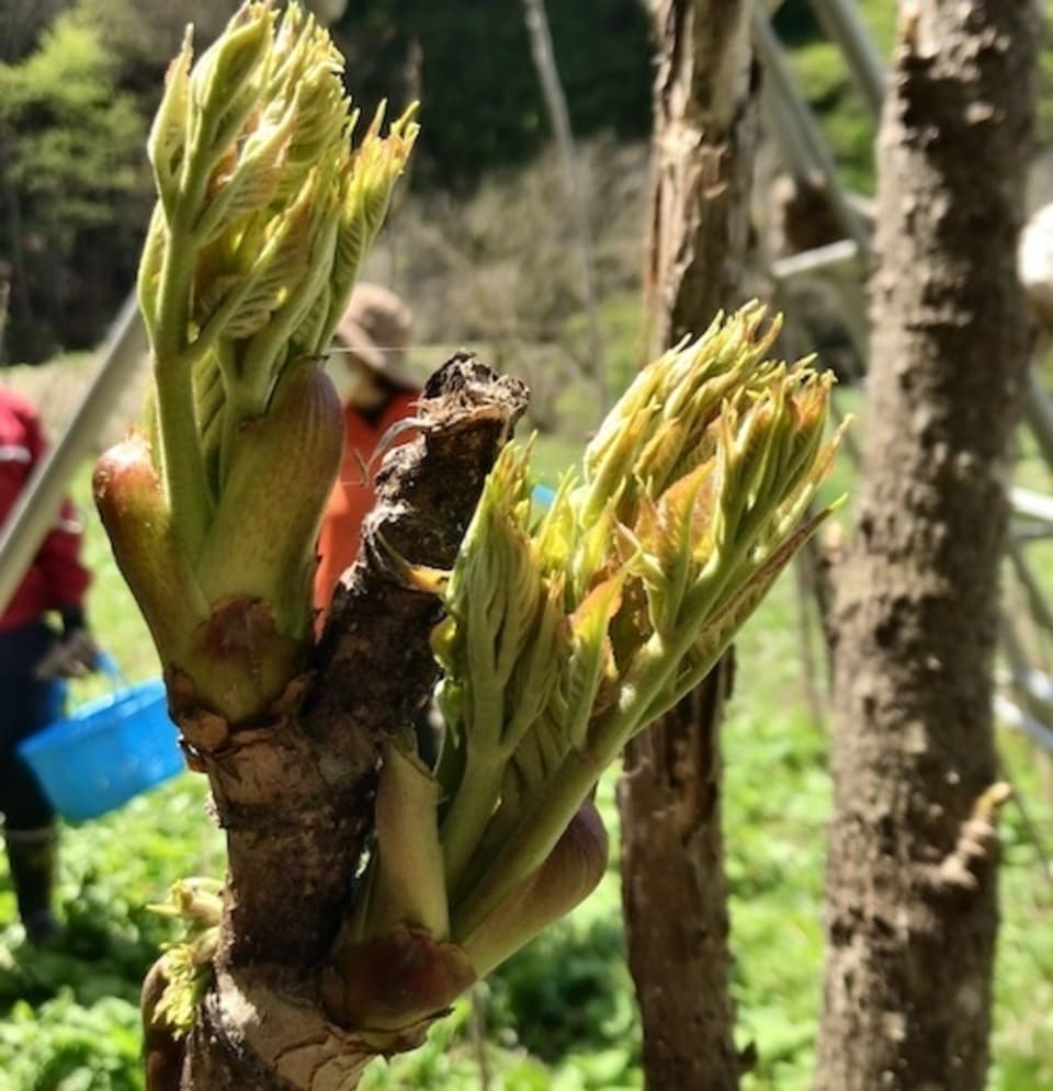 ［クール便発送］山菜の王様　たらの芽詰め合わせ