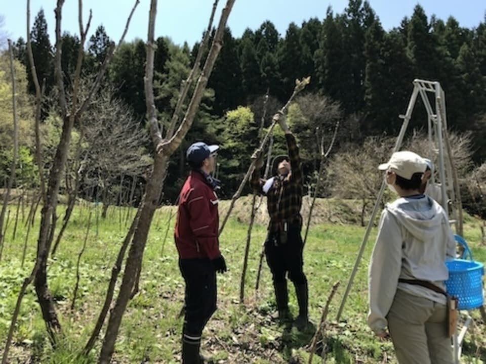 ［クール便発送］山菜の王様　たらの芽詰め合わせ