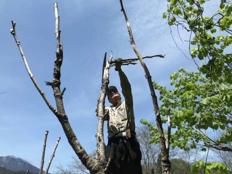 ［クール便発送］山菜の王様　たらの芽詰め合わせ