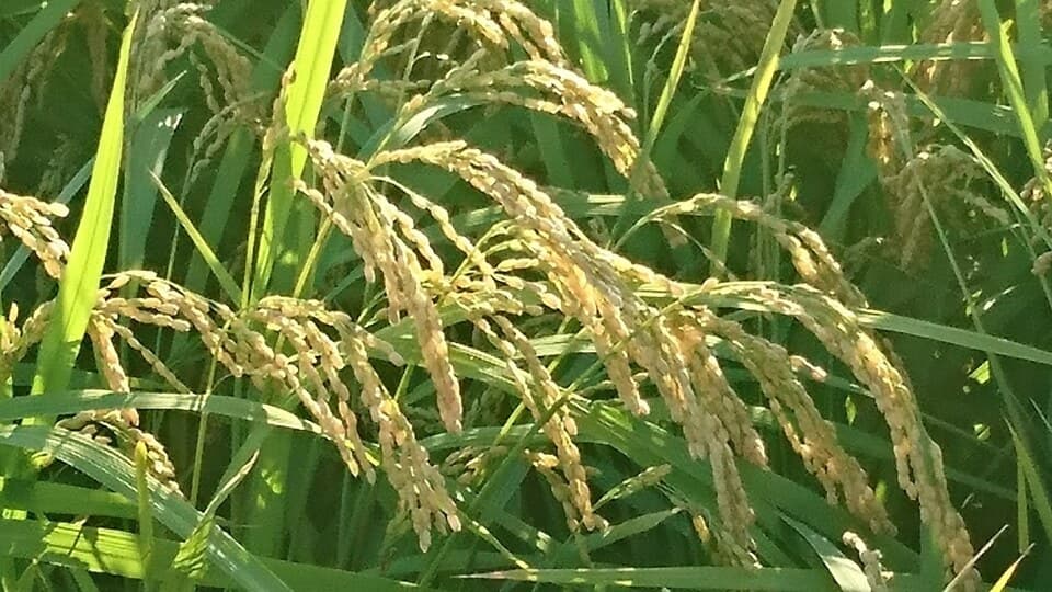 令和5年度産　/　奈良県産有機JAS認証玄米100％使用コシヒカリ1等米