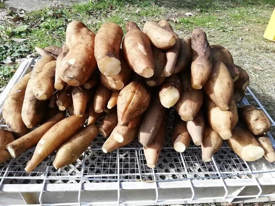 [無添加]自然栽培ヤーコンで作った☆干しやーこん3袋セット