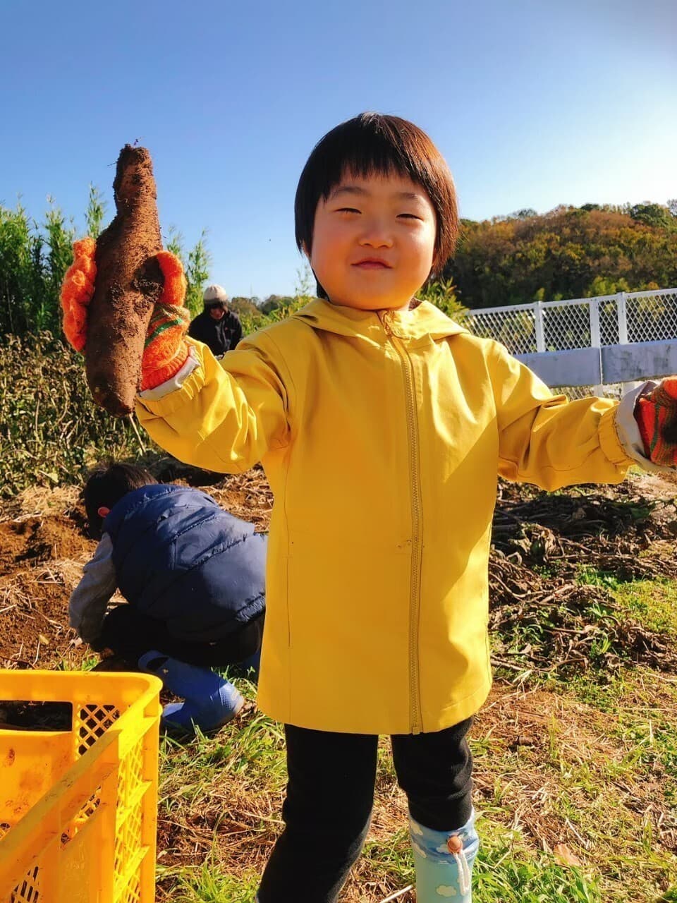 [無添加]自然栽培ヤーコンで作った☆干しやーこん3袋セット