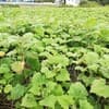 サムネイル 2