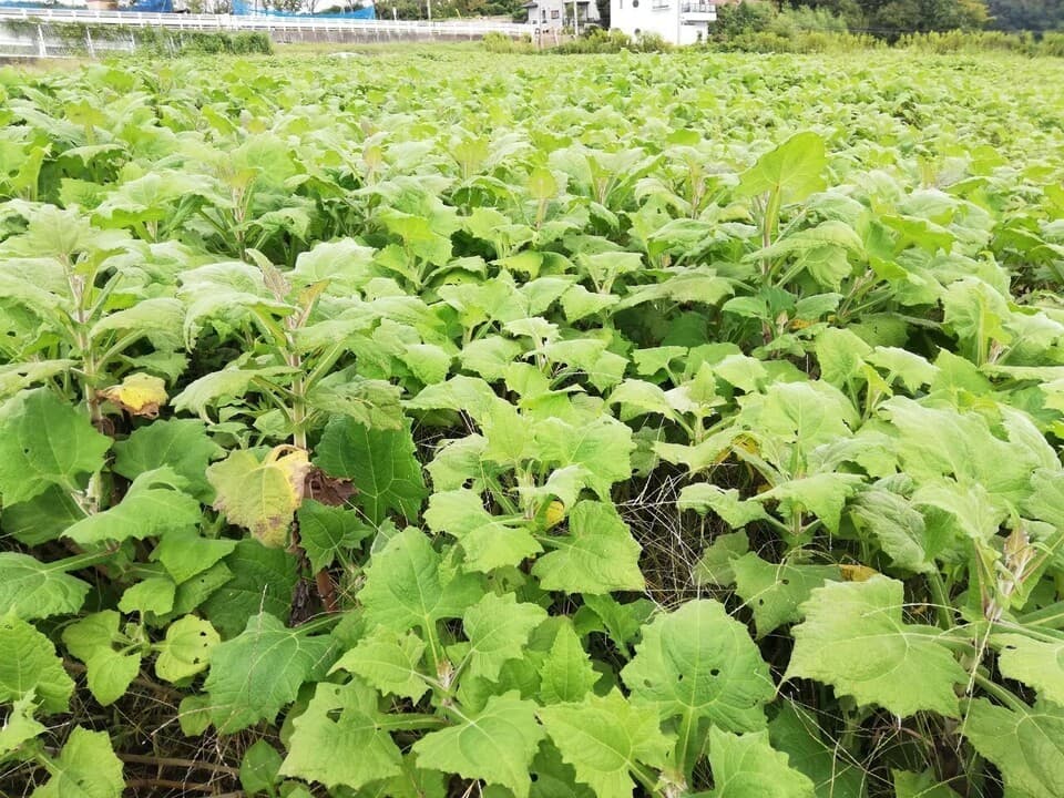 [無添加]自然栽培ヤーコンで作った☆干しやーこん3袋セット