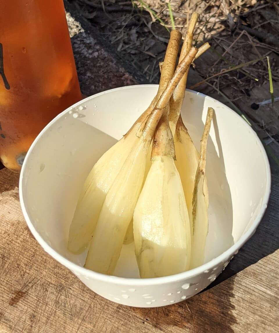 自然栽培ヤーコン/訳あり品混合