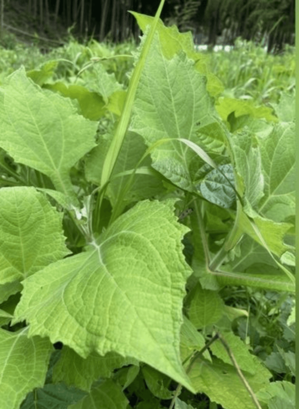 ヤーコン茶用☆自然栽培ヤーコンの葉 1kg