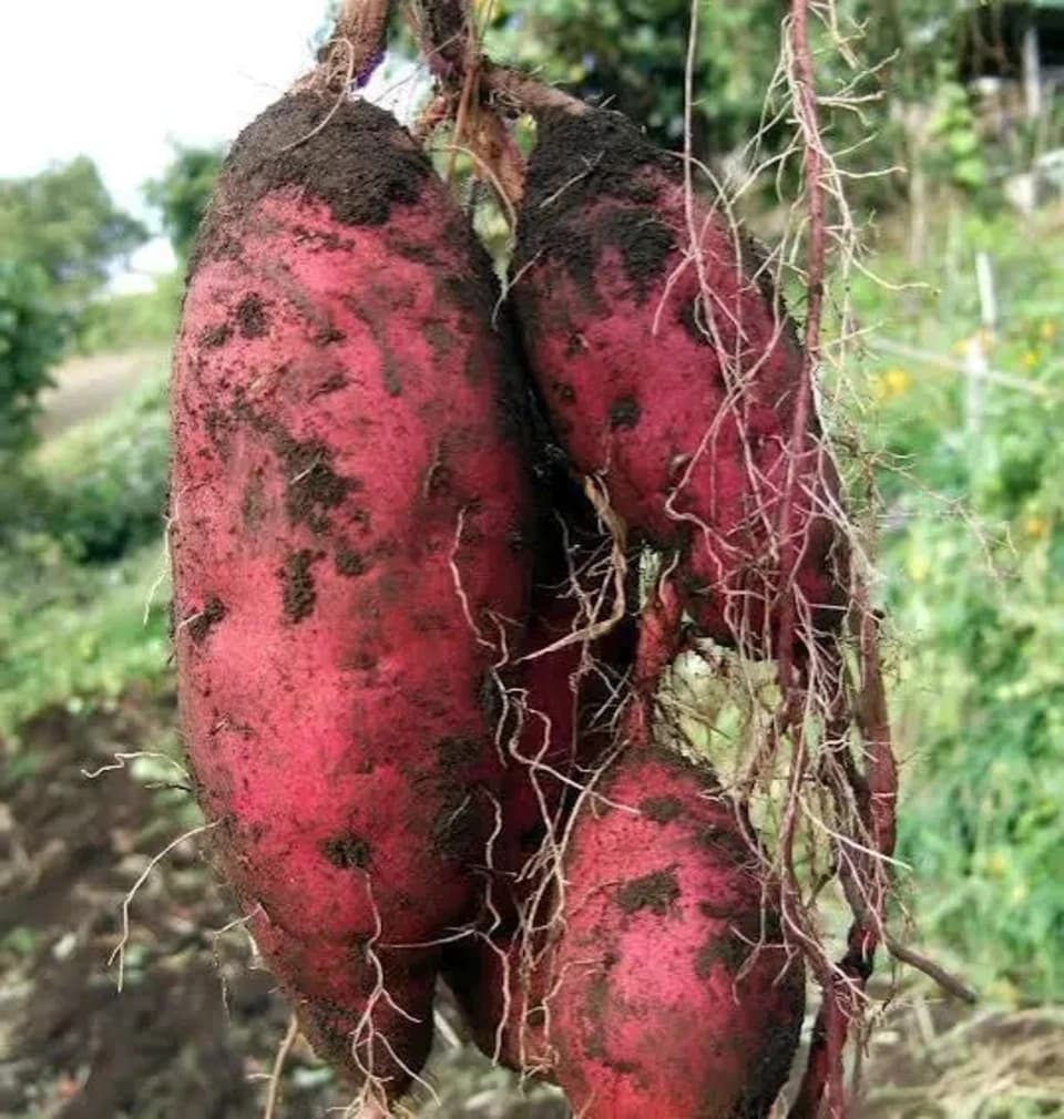 予約販売限定価格！ねっとり甘い【新芋】横浜産自然栽培　紅はるか