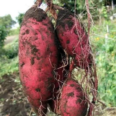 Kururu farmについて