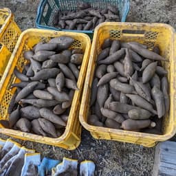 自然栽培ヤーコン!今が旬です★