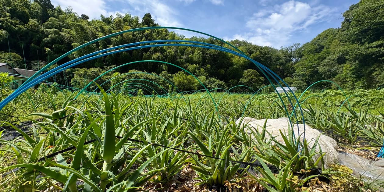 Kururu farm ロゴ