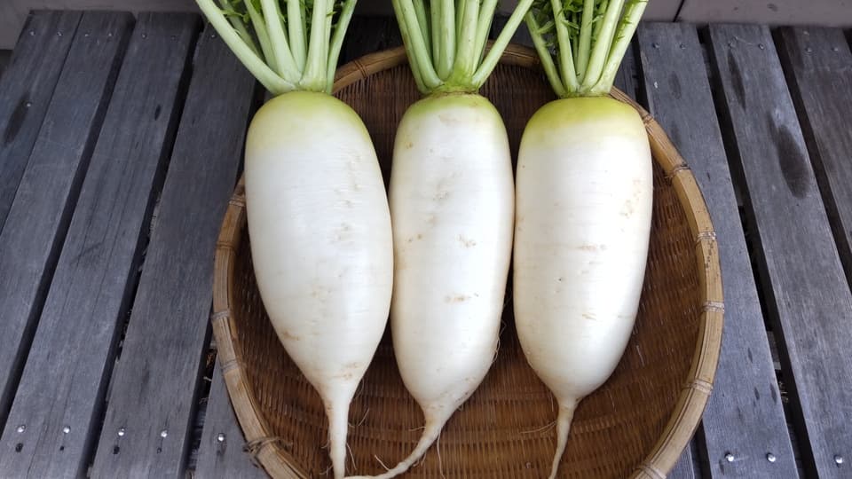 【自然栽培】今が旬！加賀野菜の源助大根 固定種