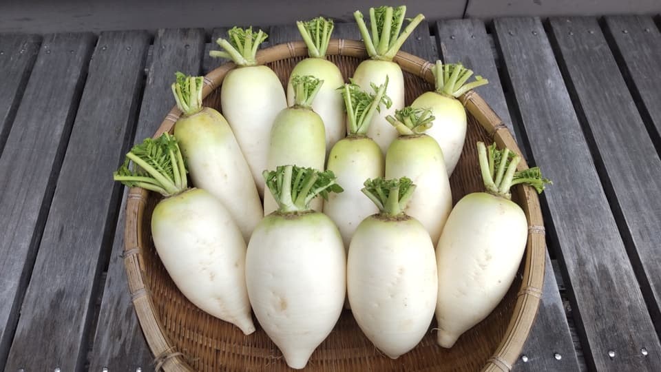 【自然栽培】今が旬！加賀野菜の源助大根 食べ切りサイズの小ぶりな大根 固定種