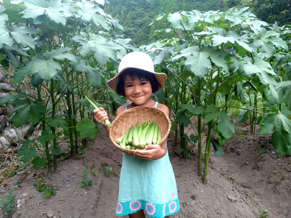 【自然栽培】子どもも生でバクバク♪ 毎年好評！朝採れ！新鮮！丸オクラ【クール便】