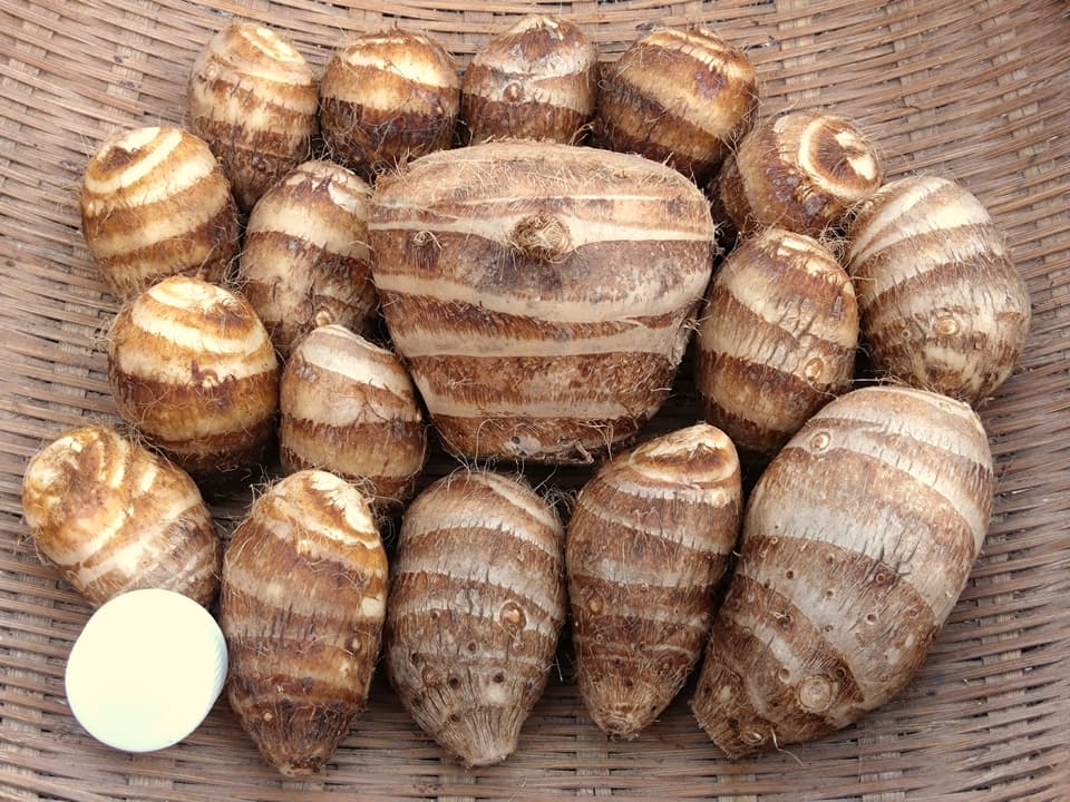 【無農薬】栗のようにホクホク甘い里芋 八つ頭 里芋好きの方にはもちろん！苦手な方にもオススメ♪【自然栽培】