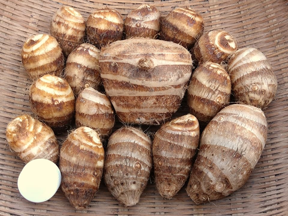 【無農薬】里芋２種類食べ比べセット！栗のようにホクホク甘い里芋 八つ頭 ＆ 在来種の里芋 大野在来（大野芋）合計2.5kg【自然栽培】