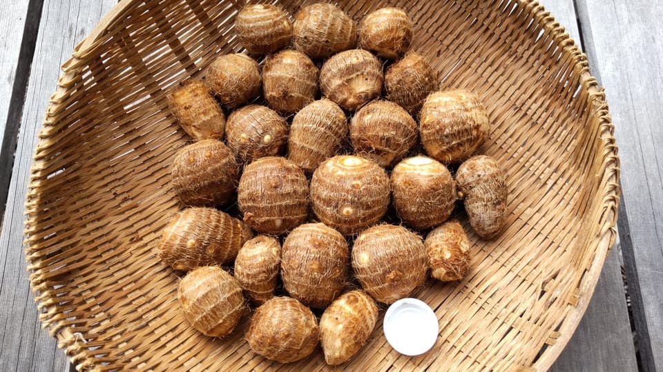 【無農薬】里芋２種類食べ比べセット！栗のようにホクホク甘い里芋 八つ頭 ＆ 在来種の里芋 大野在来（大野芋）合計2.5kg【自然栽培】