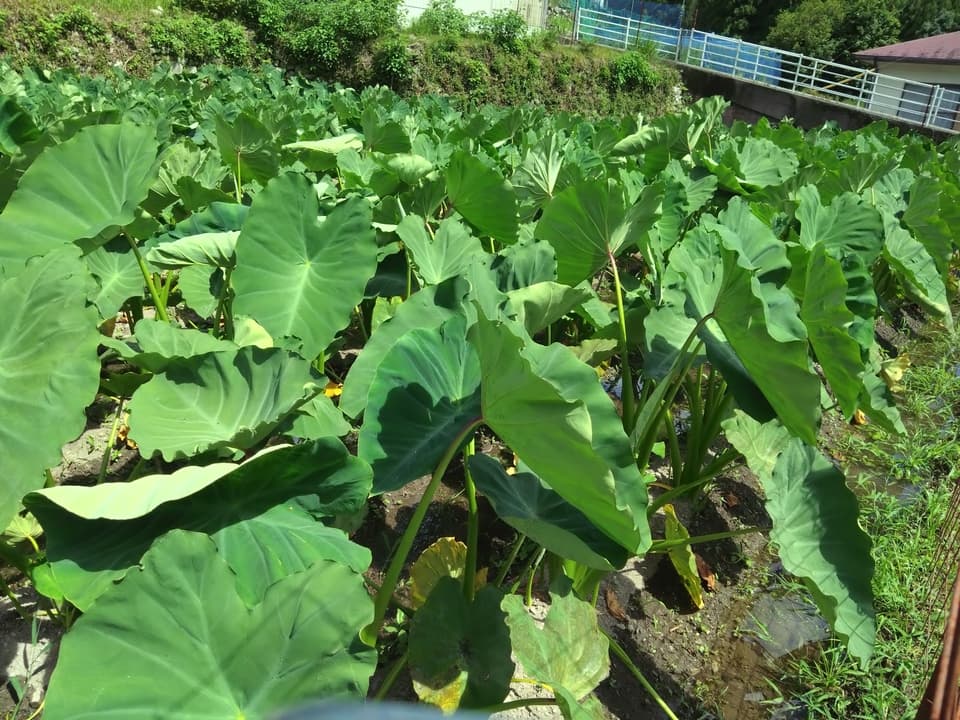 【無農薬】里芋２種類食べ比べセット！栗のようにホクホク甘い里芋 八つ頭 ＆ 在来種の里芋 大野在来（大野芋）合計2.5kg【自然栽培】