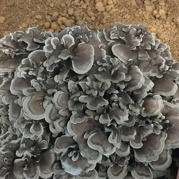500g