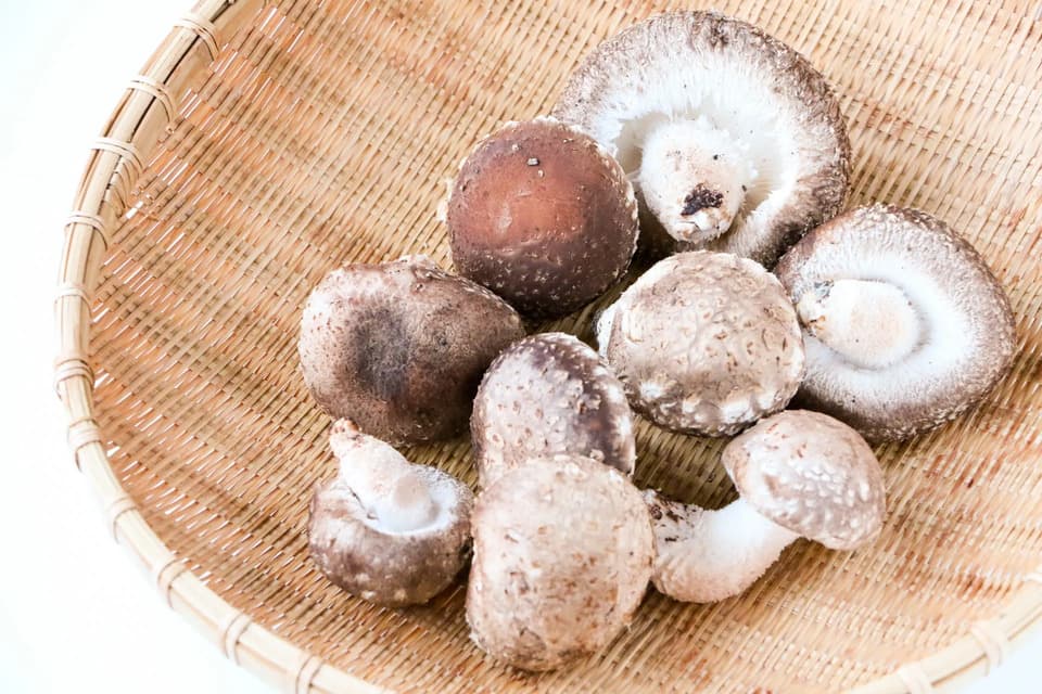農薬不使用＜生原木しいたけ 京ぽんぽん＞肉厚でプリプリ食感・星付きレストラン御用達の極上きのこ