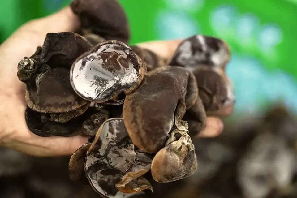 農薬不使用・国産菌床で育った【生きくらげ】肉厚でみずみずしくぷりぷりのきくらげ