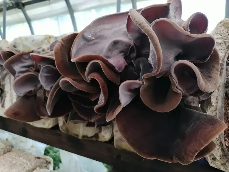 農薬不使用・国産菌床で育った【生きくらげ】肉厚でみずみずしくぷりぷりのきくらげ
