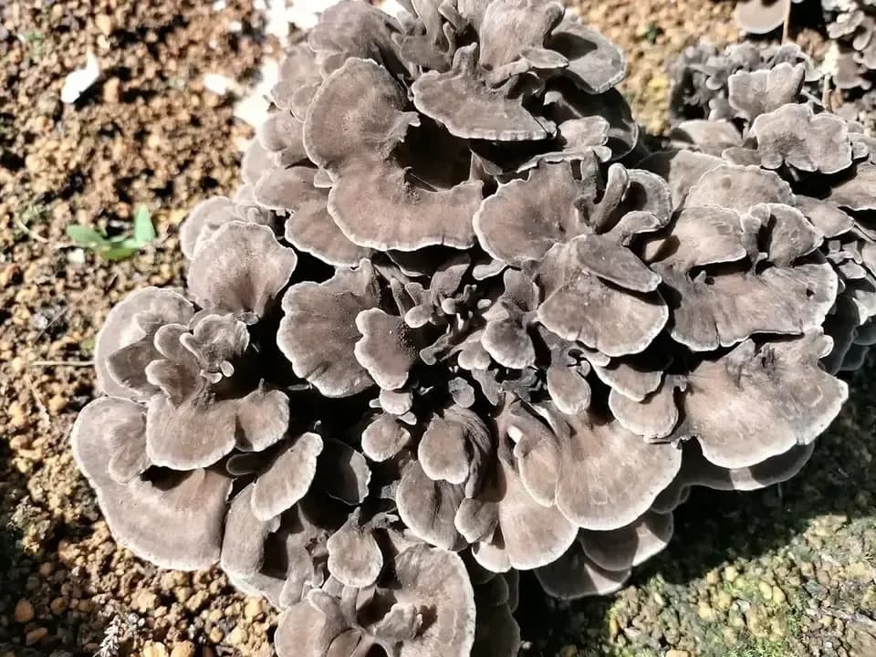 【今だけ！】農薬不使用・原木栽培＜京おはな＞京都京北産の超希少な幻の舞茸
