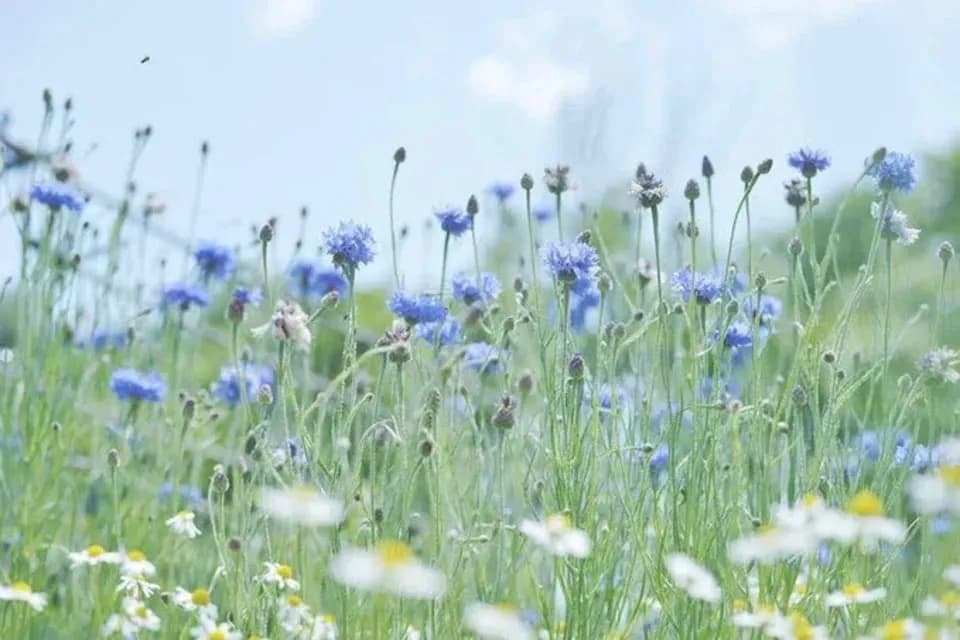 《非加熱・無投薬》自然養蜂で採取した無農薬栽培のハーブの蜂蜜 「Herb 」