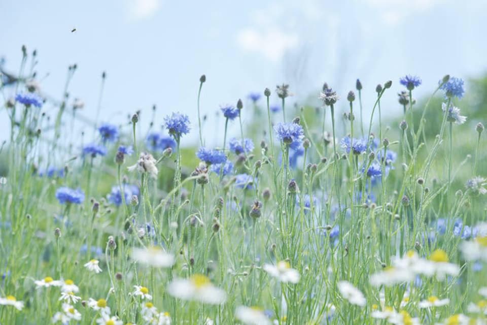 《非加熱・無投薬》自然養蜂で採取した北海道の春の蜂蜜 「Haru」