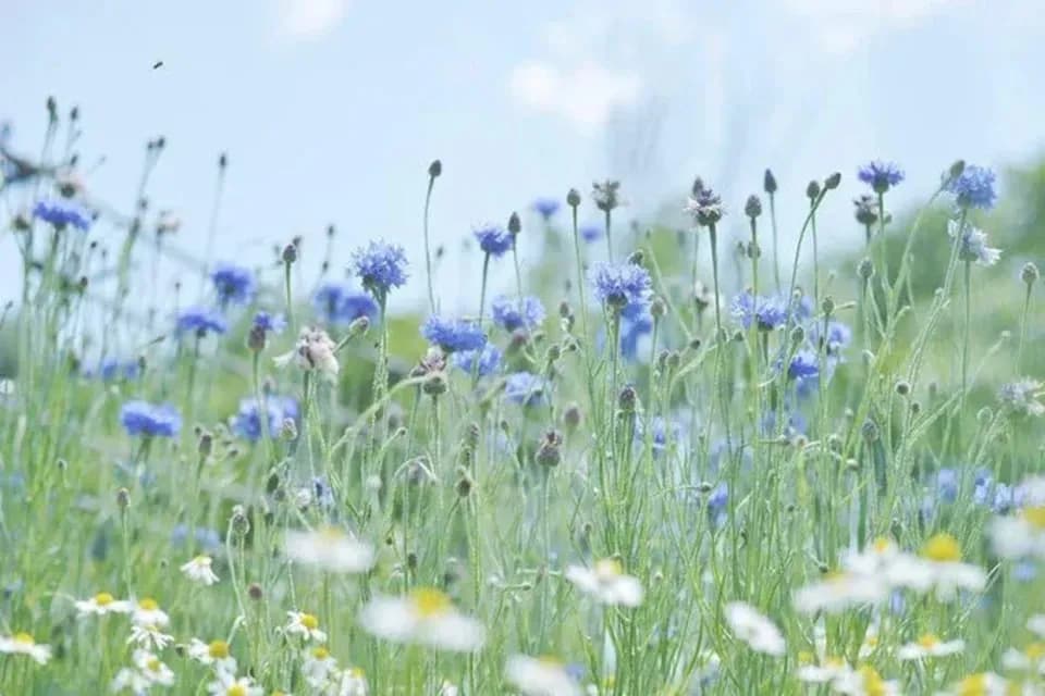 《非加熱・無投薬》自然養蜂で採取した北海道の初夏の蜂蜜 「Natsu」