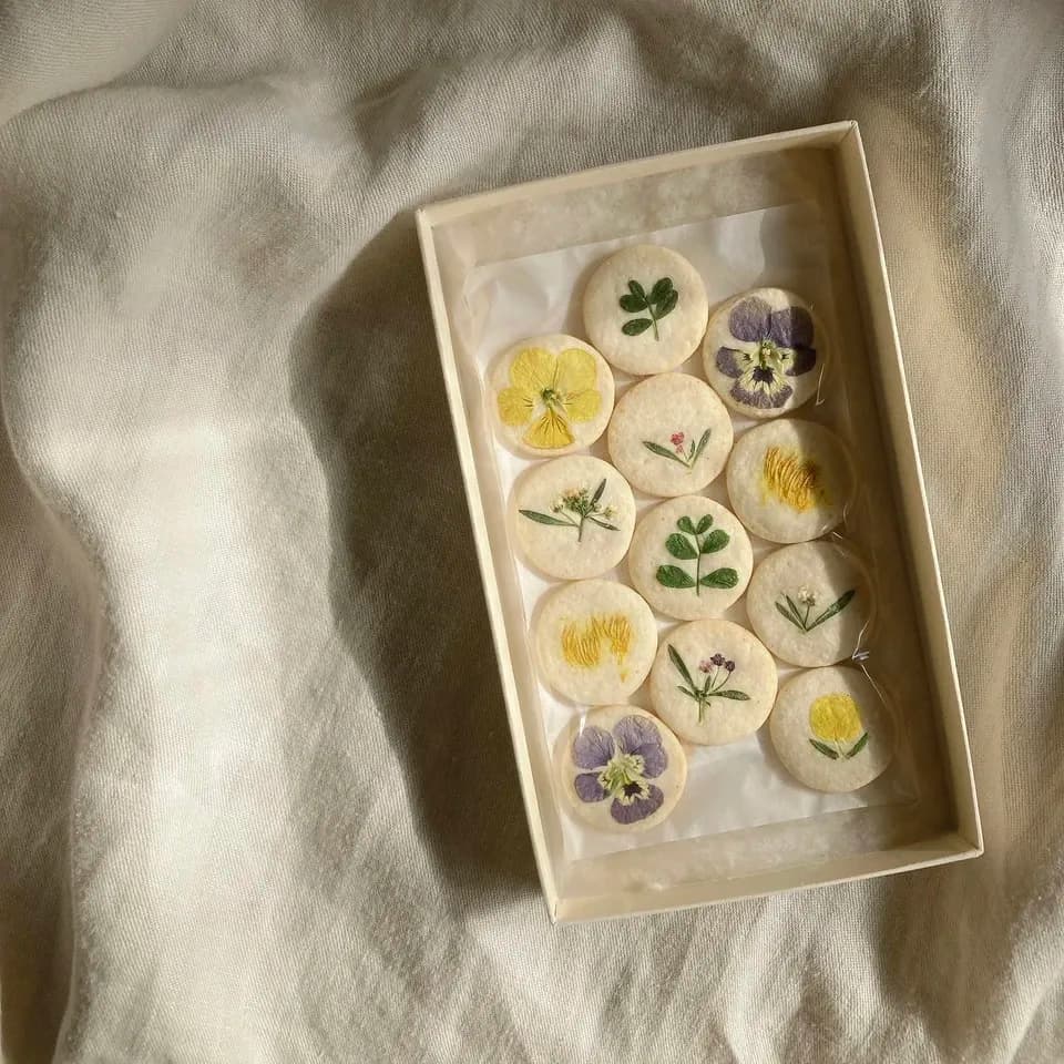 標本菓子箱　‐初夏採集‐
