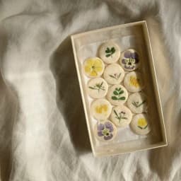 標本菓子箱　‐初夏採集‐　🌿 🕊️