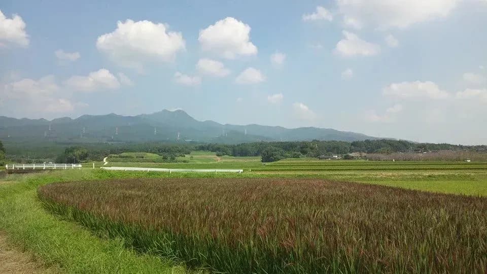 黒米 [無農薬・無化学肥料・有機JAS認定]