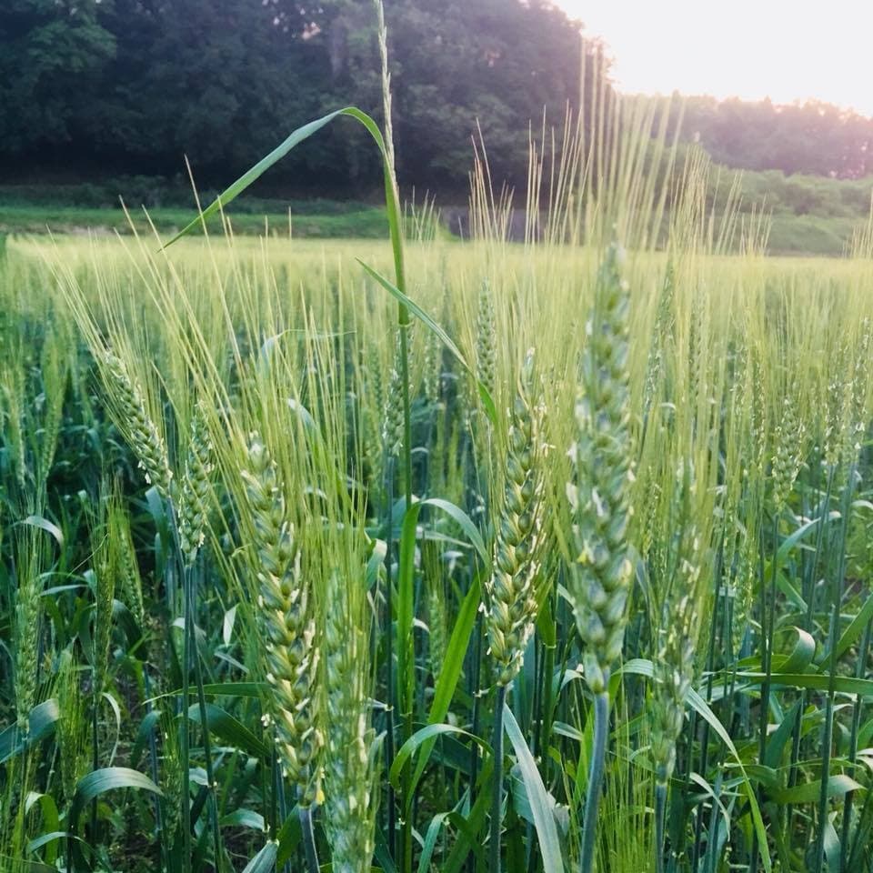 小麦粉 (薄力粉: チクゴイズミ) 精白 [無農薬・無化学肥料・有機JAS認定]