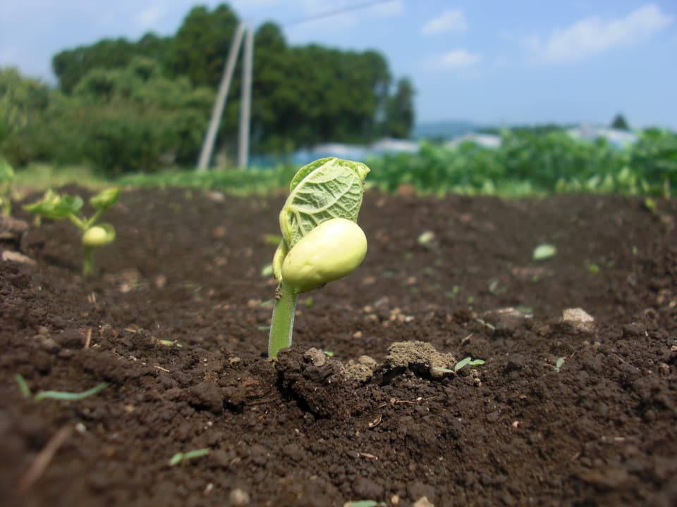 きな粉 (フクユタカ) [無農薬・無化学肥料・有機JAS認定]