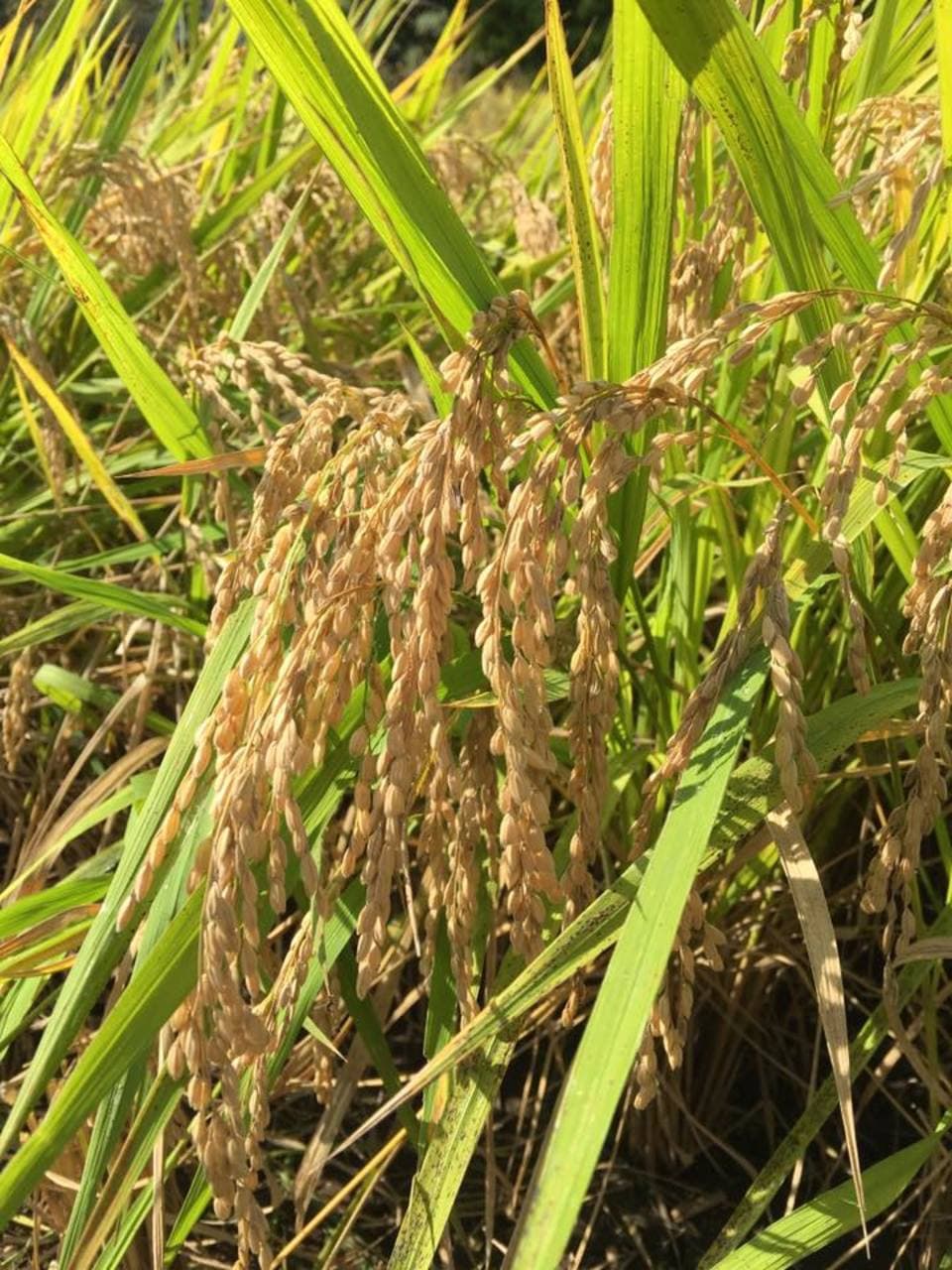 米ヌカ(うるち玄米) [無農薬・無化学肥料・有機JAS認定]