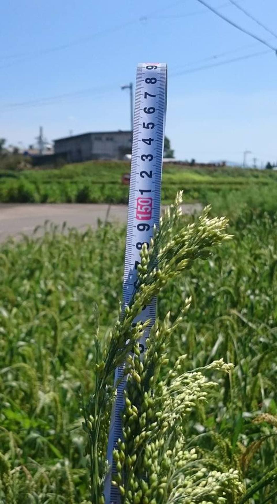 もちきび [無農薬・無肥料・有機JAS認定]