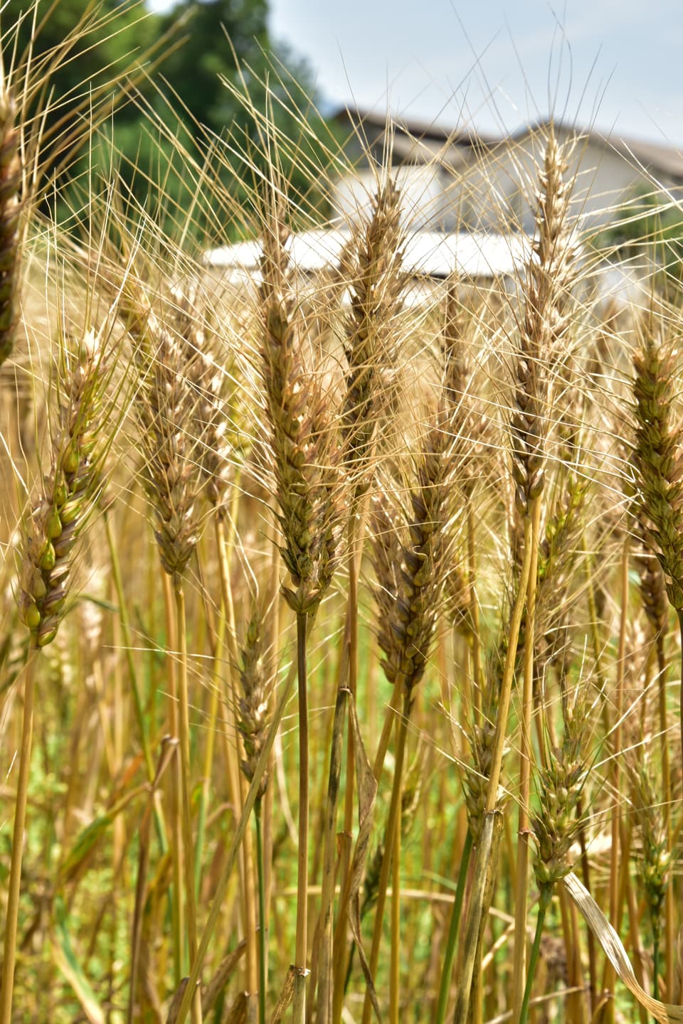 はと麦茶[無農薬・無化学肥料・有機JAS認定]