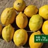 B品・Mサイズ以上