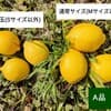 A品・小玉(Sサイズ以下)