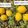 B品・小玉(Sサイズ以下)