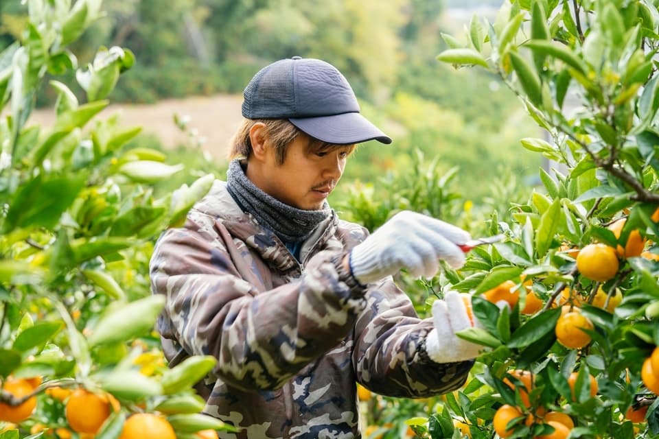 化学農薬・化学肥料・ワックスなど不使用＜希少な国産ネーブル＞広島県特別栽培認証