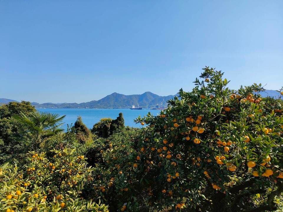 化学農薬・化学肥料・ワックスなど不使用＜希少な国産ネーブル＞広島県特別栽培認証
